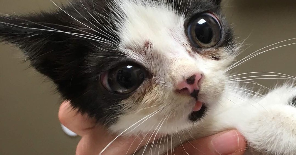 Gatinha com enormes olhos de “vidro” é adotada depois de encontrada abandonada