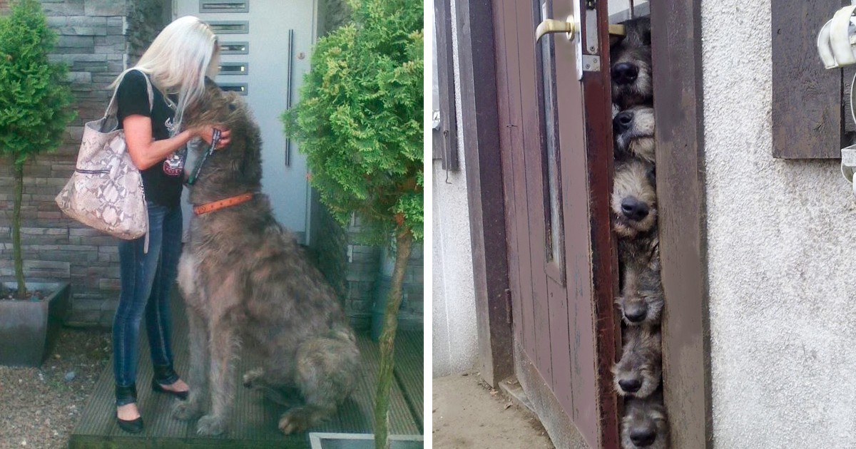 As pessoas estão postando fotos hilárias de seus cães de caça irlandeses, e é muito louco como são grandes (50 fotos)