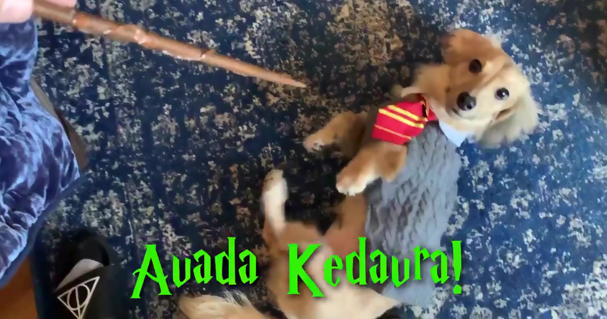 Este cão responde aos feitiços de Harry Potter, e é considerado o estudante mais fofo que Hogwarts já viu (vídeo)