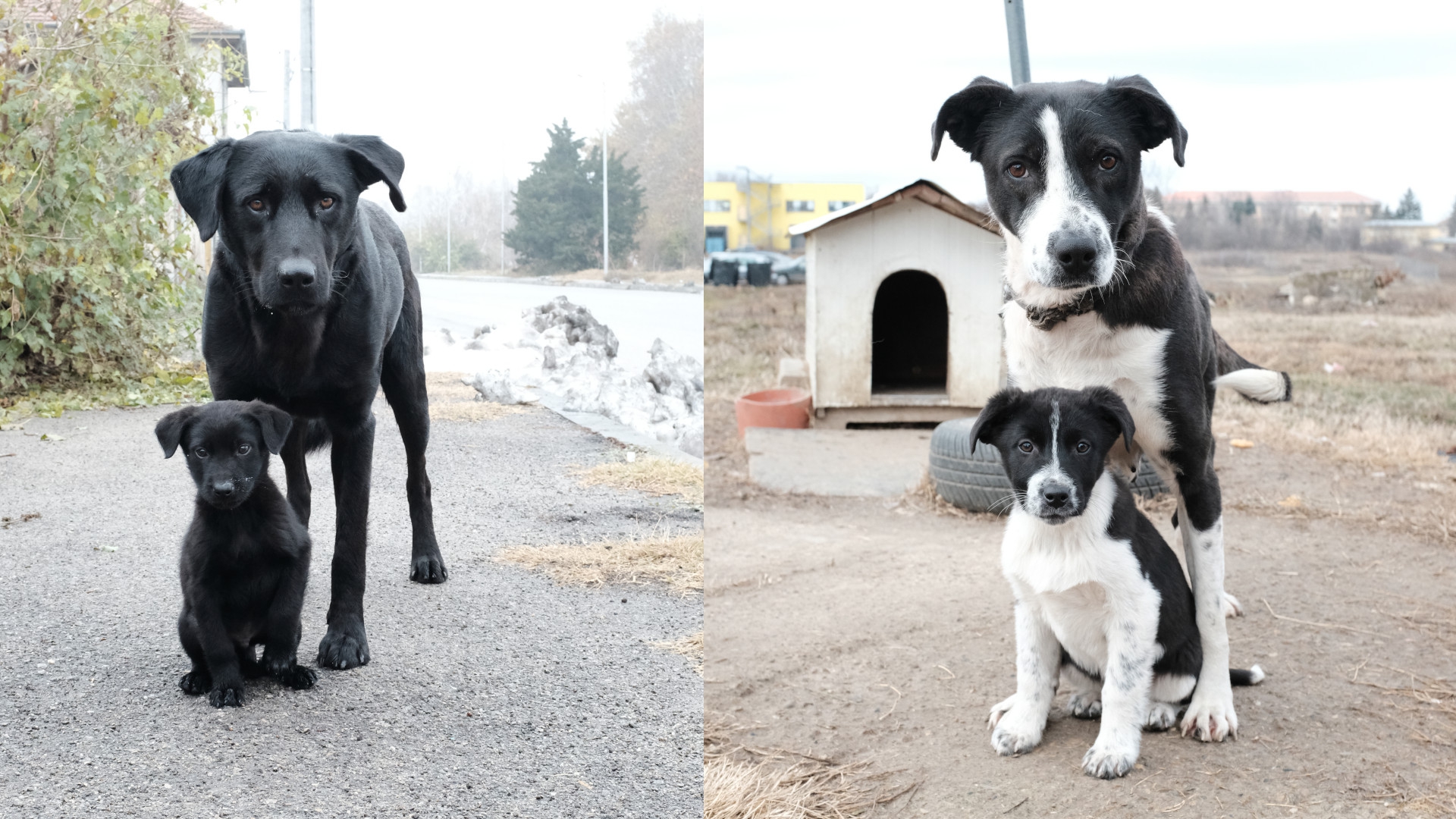 Passei os últimos 8 meses ajudando e fotografando cães de rua no leste europeu