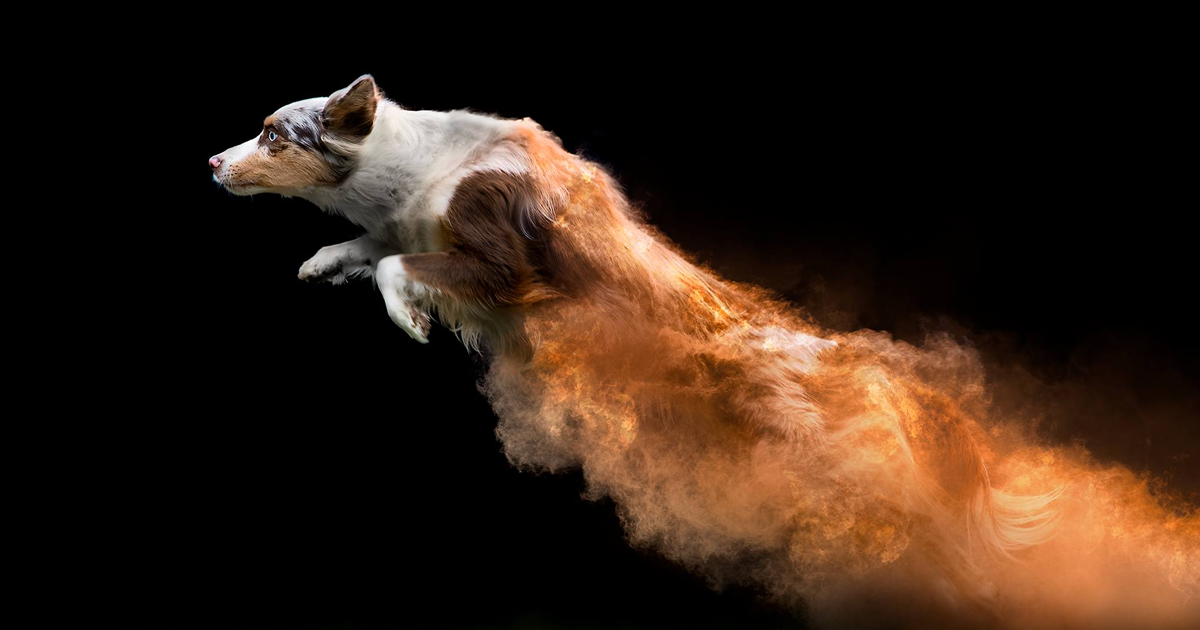 Fotógrafo joga pó em alguns cachorros, e o resultado ficou incrível (13 imagens)