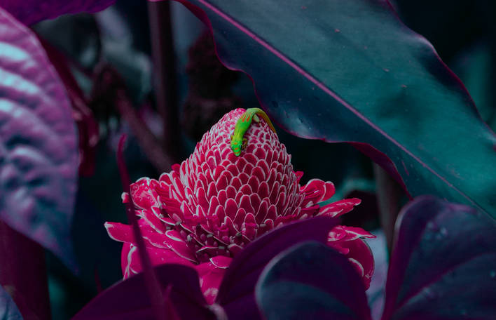 Aprecie esta série tropical e de cores vivas feita no Havaí desta fotógrafa