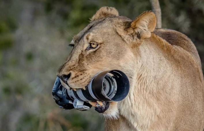 Leoa rouba uma câmera Canon DSLR para seus filhotes