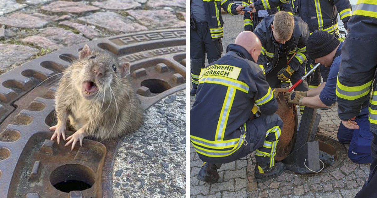 As pessoas não estão conseguindo parar de rir deste rato gordinho que ficou preso na tampa de esgoto, e foram necessários bombeiros para salvá-lo