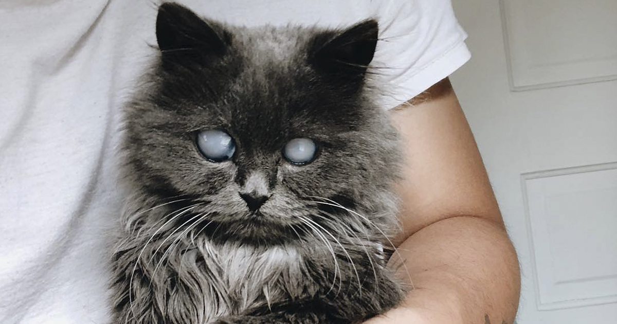 Conheça Merlin, o gatinho de 2 anos de idade que viralizou no Twitter por causa de sua beleza pura
