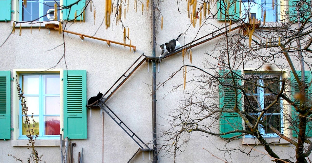Alguns prédios na Suíça tem escadas para os gatos
