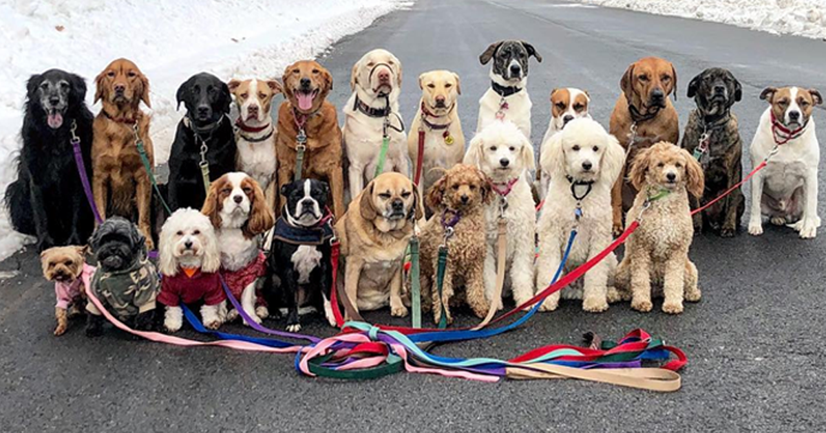 Estes adoráveis cães andam em grupo e posam juntos para fotos todos os dias