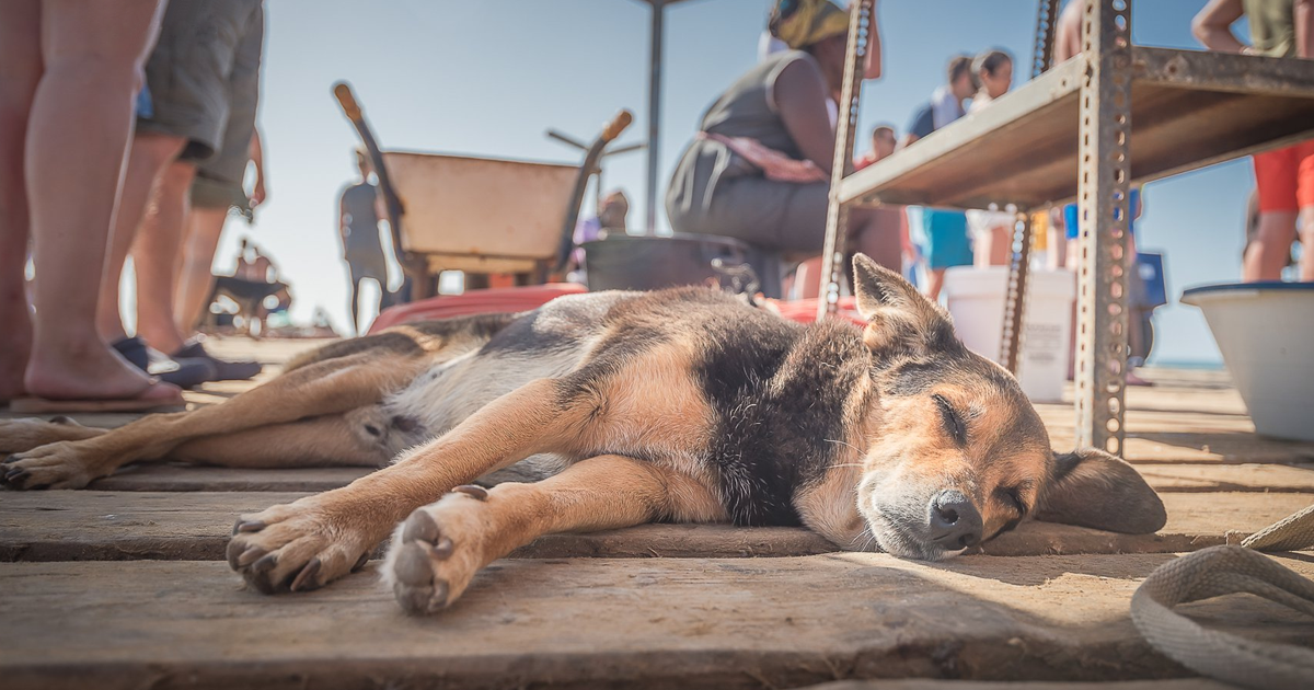 Eu viajei para Cabo Verde e capturei a vida cotidiana dos cães de rua por lá