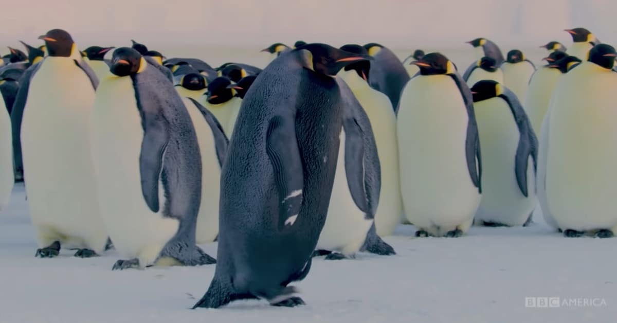 Pinguim-imperador extremamente raro foi gravado neste vídeo pela primeira vez