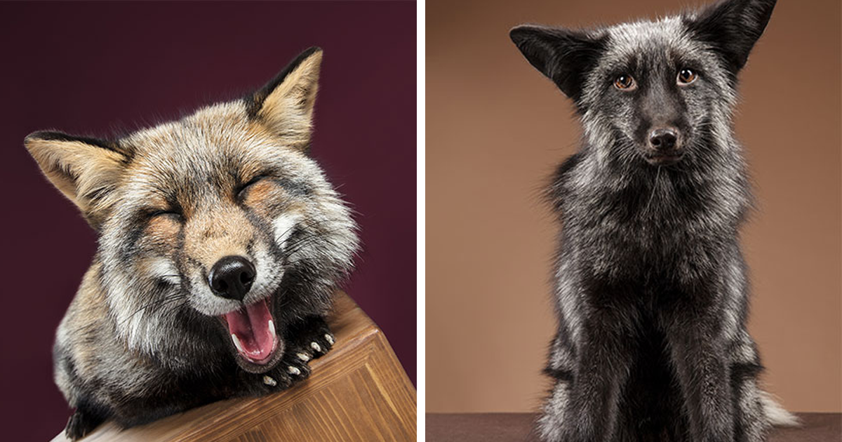 Fotografei raposas no meu estúdio e me apaixonei por suas personalidades
