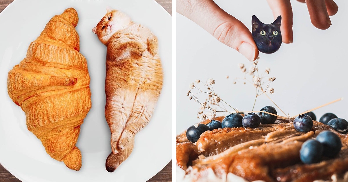 Artista russo “photoshopa” gatos em comidas, e o resultado ficou muito engraçado