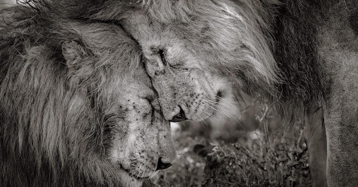 Momento tocante entre dois leões vence o Prêmio de Fotógrafo do Ano de Vida Selvagem