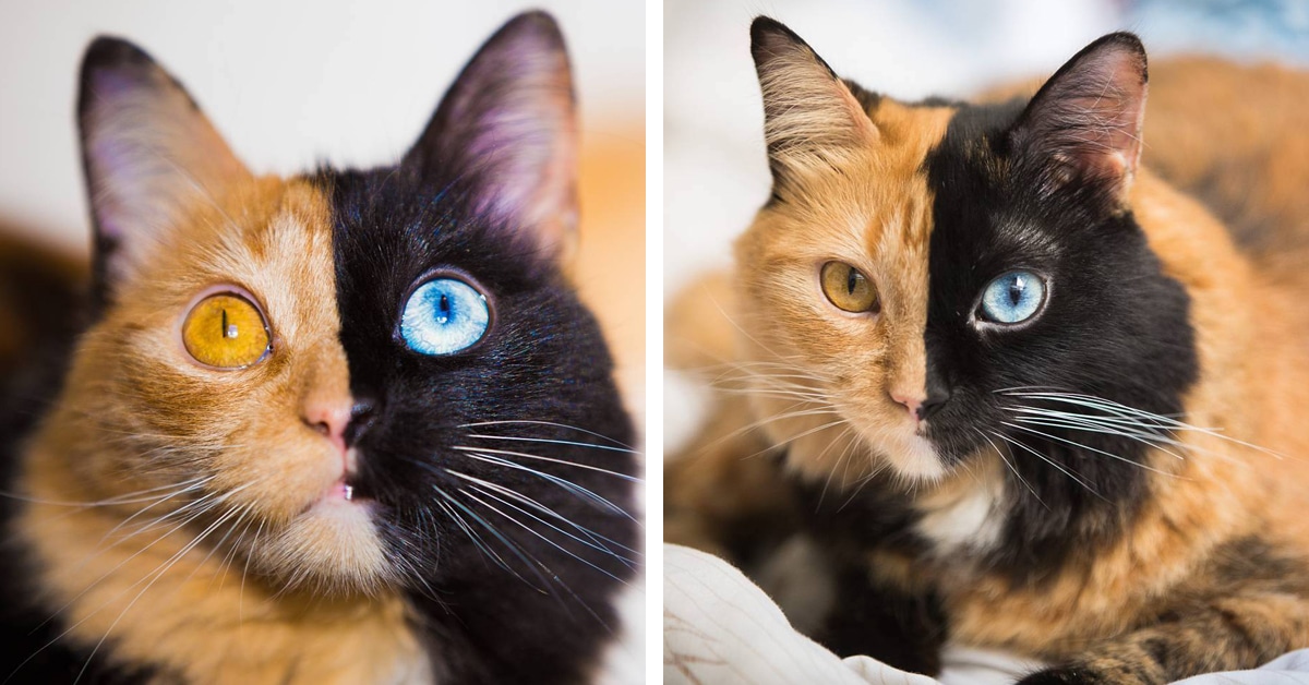 Conheça Quimera, um gato com “duas caras” perfeitamente diferentes