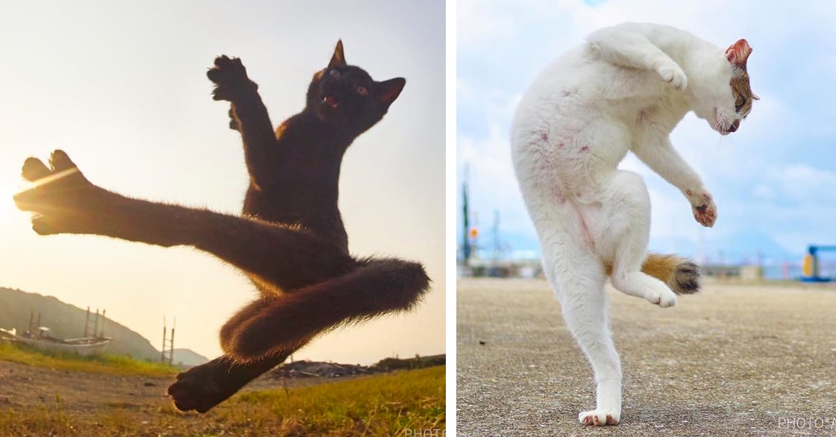 Fotografias perfeitamente sincronizadas transformam felinos comuns em ágeis gatos ninjas