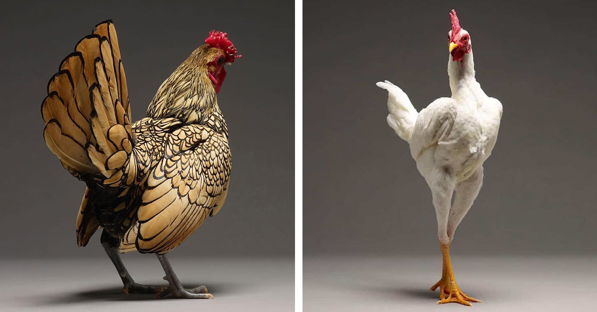 39 retratos das galinhas mais bonitas do planeta que capturam suas belezas subestimadas