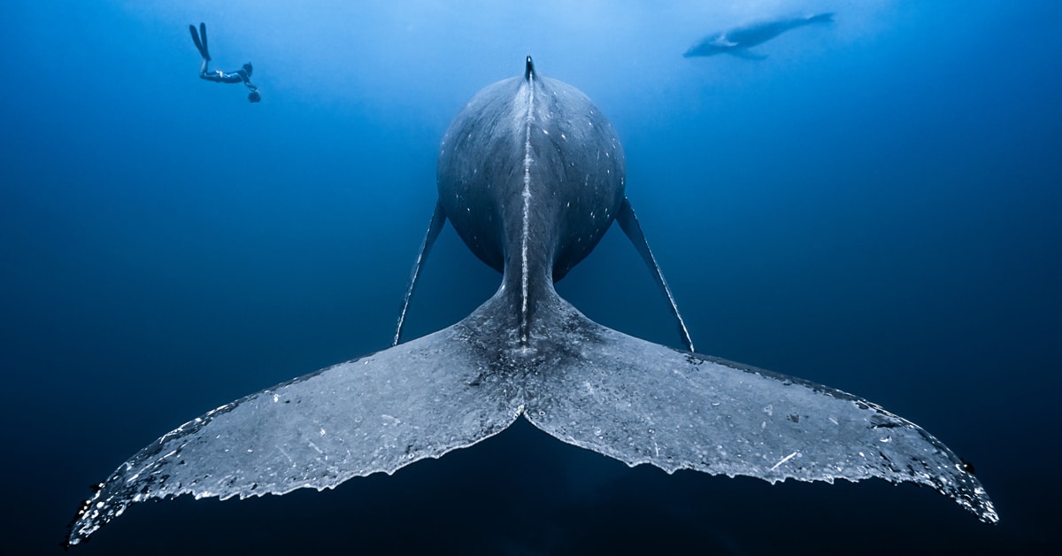 Aqui estão os inspiradores vencedores do Concurso do Fotógrafo Subaquático de 2019