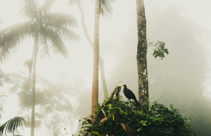Fotógrafo brasileiro captura a maravilha e o mistério das florestas brasileiras