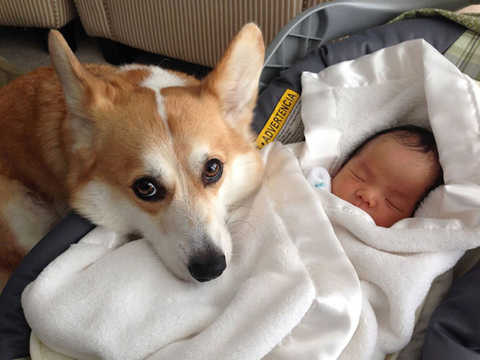 30 fotos adoráveis que provam que crianças precisam de um cachorro