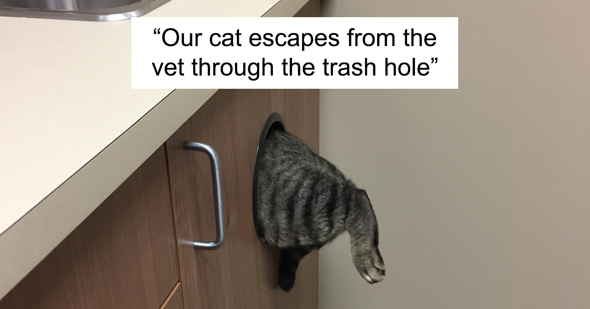 47 esconderijos que gatos engraçados encontraram para evitar o temido veterinário