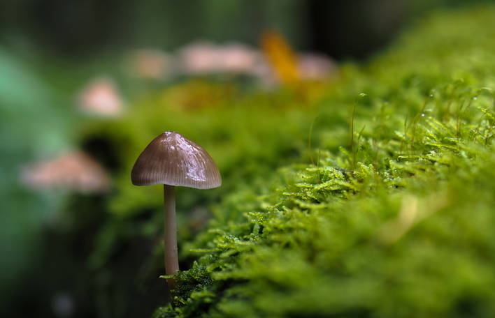Fotografias que mostram a beleza de um dia chuvoso na floresta