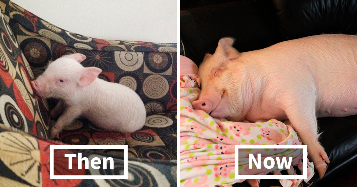 Casal acha que adotou um mini-porco, até o tempo passar e o porco ficar com quase 300 quilos