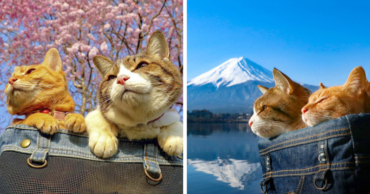 Estes gatinhos – que adoram viajar – viajaram pelo Japão com o dono num carrinho de bebê adaptado