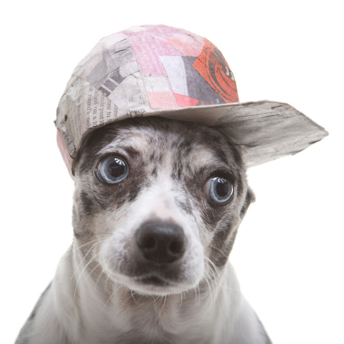 Fotógrafo faz chapéus para cães de abrigo a partir materiais reciclados