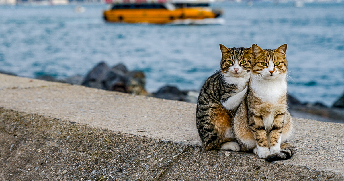 Fotógrafo captura dois gatos de rua “de conchinha”, e jura que não foi encenado