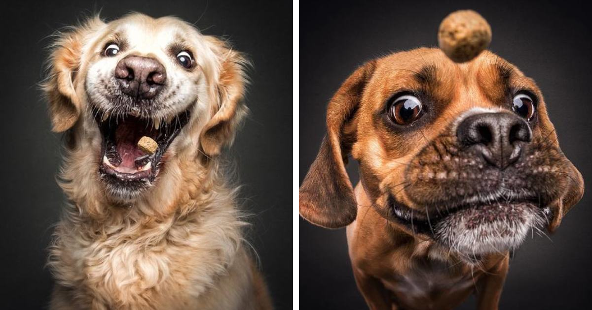 60 expressões hilárias de cães tentando pegar ração no ar