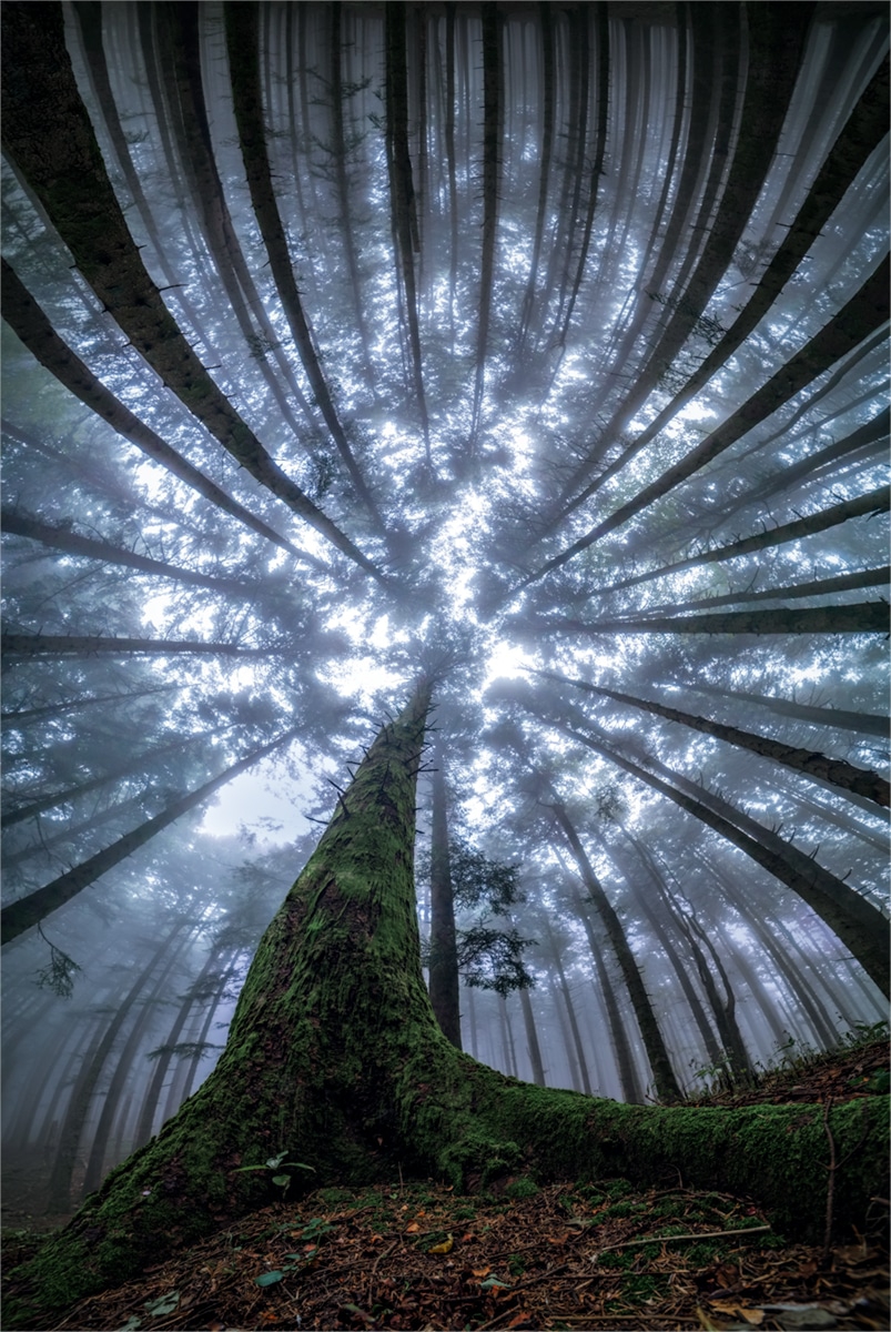 Fotógrafo captura a beleza mágica de olhar para cima no meio de uma floresta