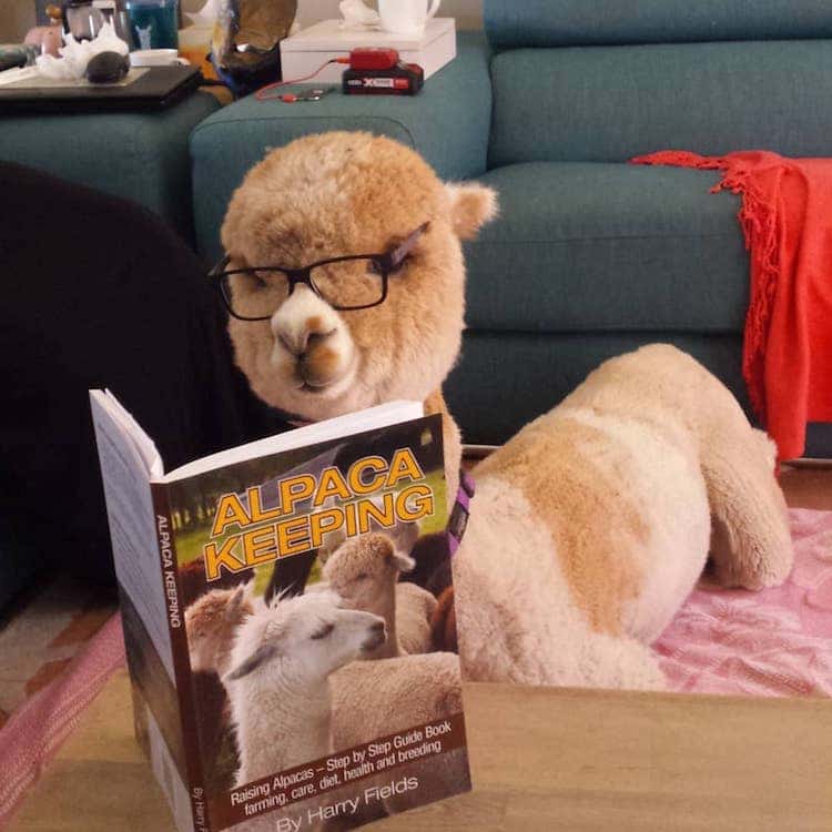 Alpaca de estimação mostra sua rotina adorável no Instagram