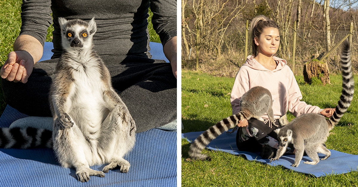 Eram aulas de yoga ao ar livre com lêmures para ajudar a combater o estresse que você queria? Este hotel inglês oferece…