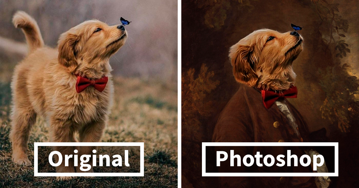 Filhote de cachorro e sua amiga borboleta inspiraram uma disputa de Photoshop