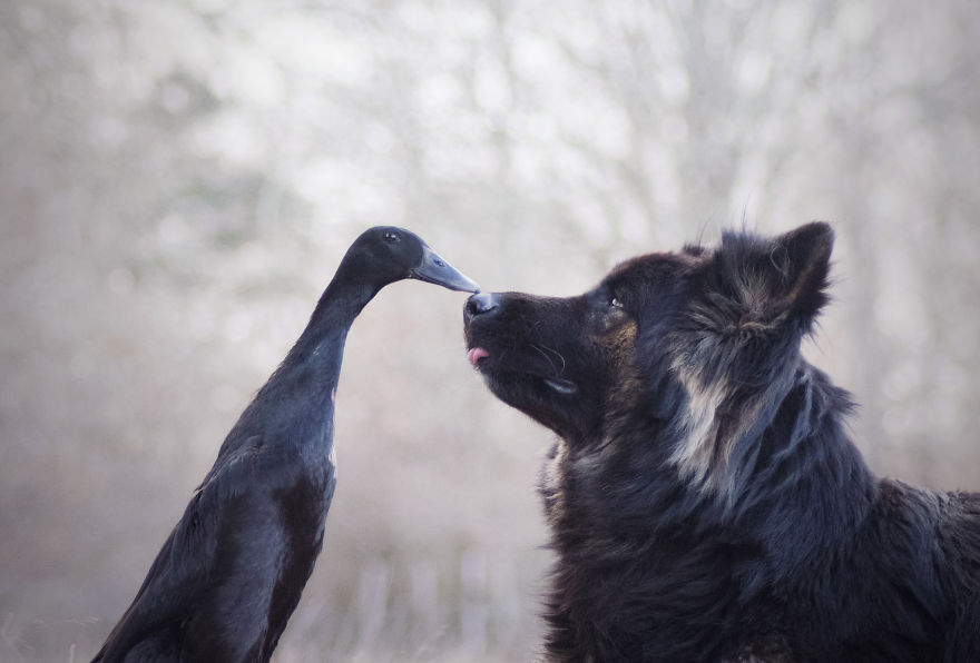 Fotógrafa amadora captura a inesperada amizade entre seu cão e seu pato