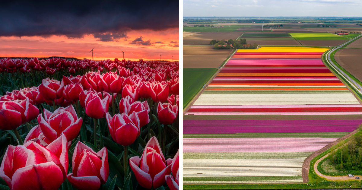 Os mais belos campos de tulipas cativantes do seu belo país