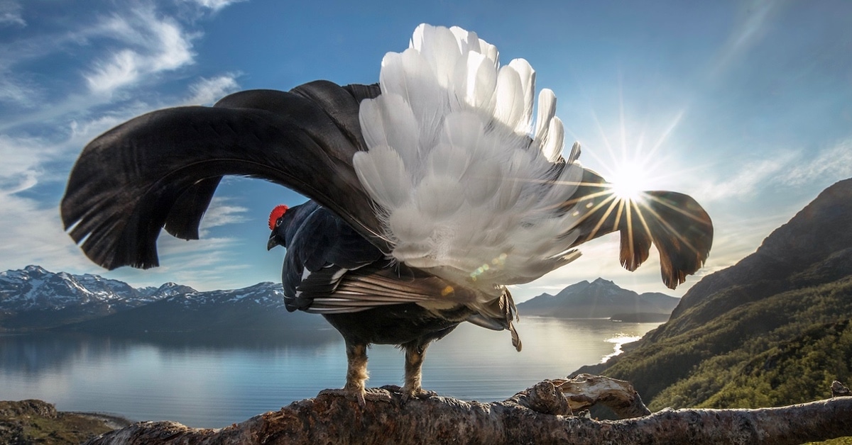 Saíram os incríveis 12 vencedores do Concurso de Fotografia da BigPicture Natural World