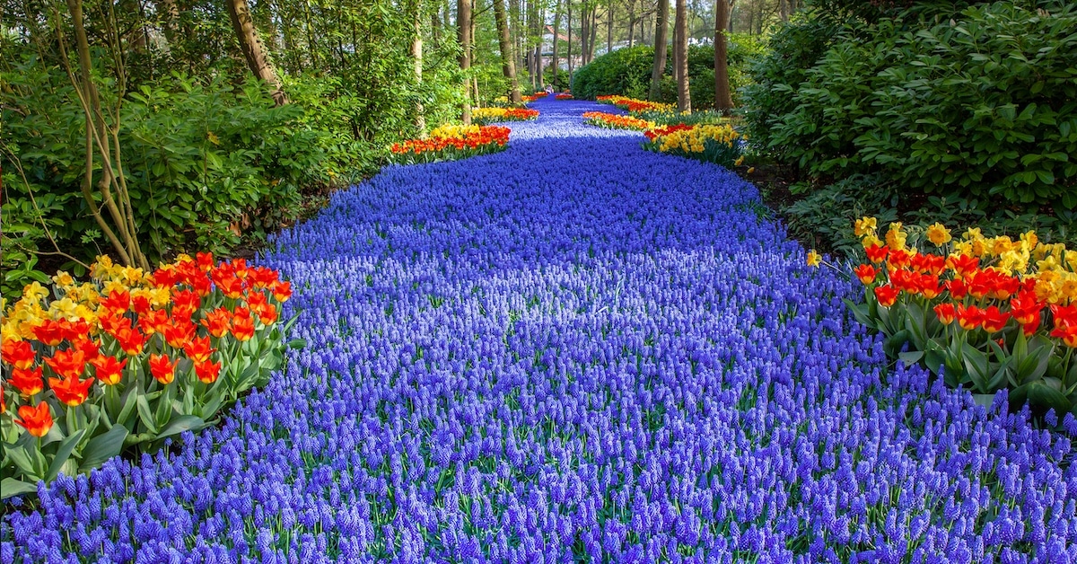 O maior jardim da Holanda “explode” com 7 milhões de flores coloridas
