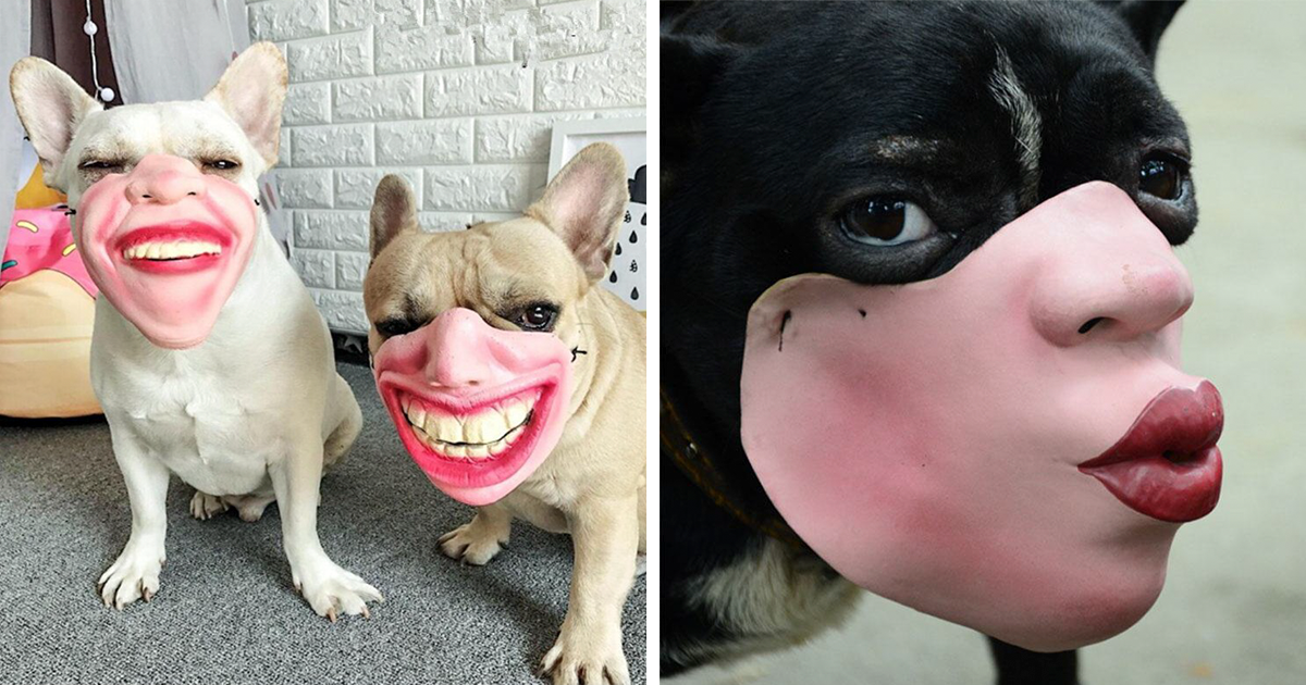 Máscaras humanas para cachorros existem e as pessoas ainda não sabem o que pensar sobre isso