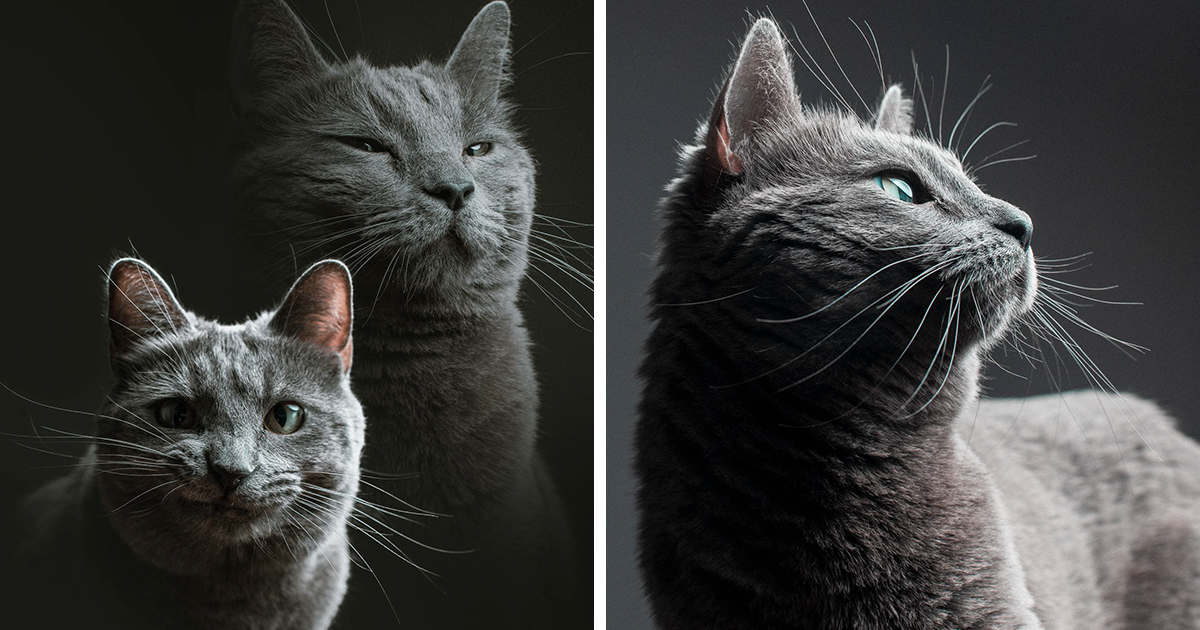 Fotógrafo cuida do gato de um amigo e o resultado foi esta série perfeita