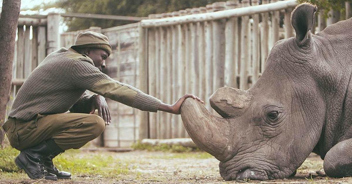 Entrevista com o homem que está cuidando dos últimos 2 rinocerontes brancos do Quênia