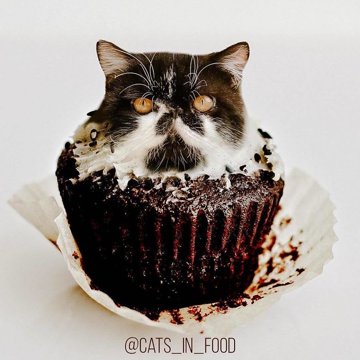 Artista coloca gatos em comidas usando o Photoshop, e o resultado ficou muito engraçado