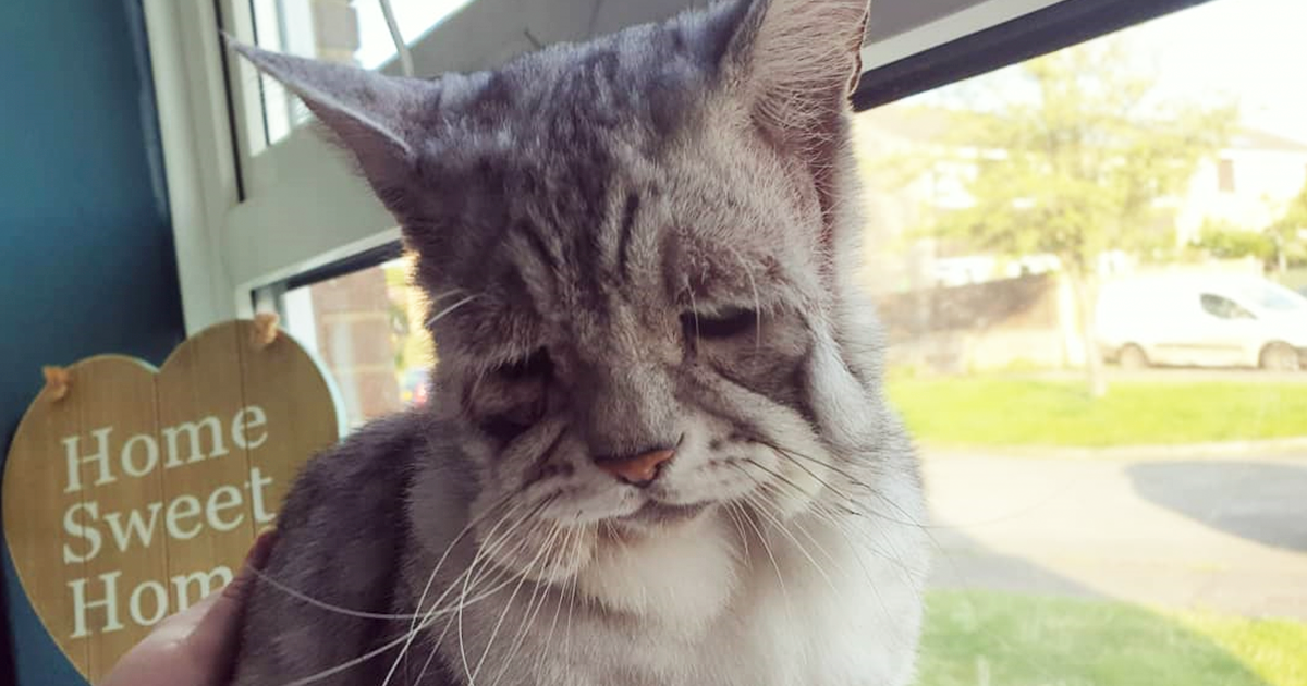 Gato com síndrome muito rara finalmente encontra um lar