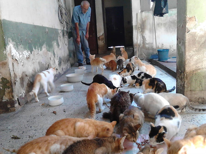 Apesar da situação do país, este venezuelano está tentando salvar gatos abandonados