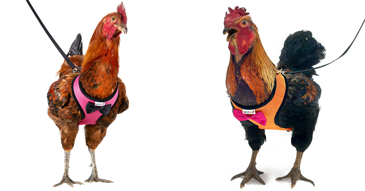 Amazon está vendendo coleiras para ajudar sua galinha atravessar a rua com segurança