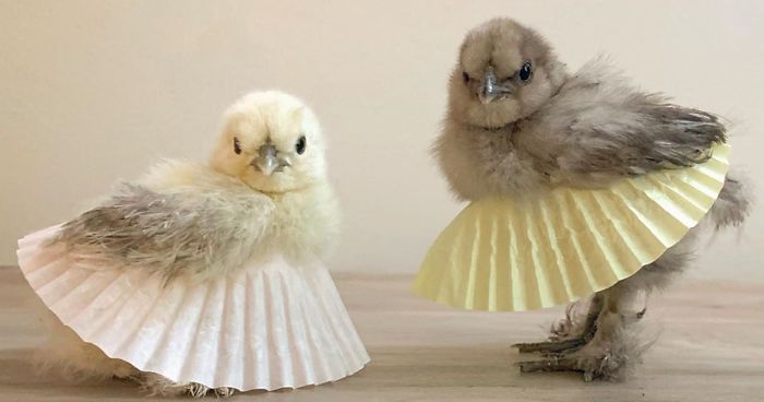 24 fotos de galinhas em tutus encantadoras para você que acha que já viu de tudo