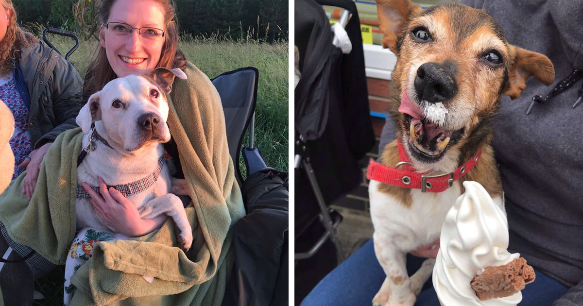 Ela abriu um abrigo para deixar os últimos dias de cães abandonados especiais
