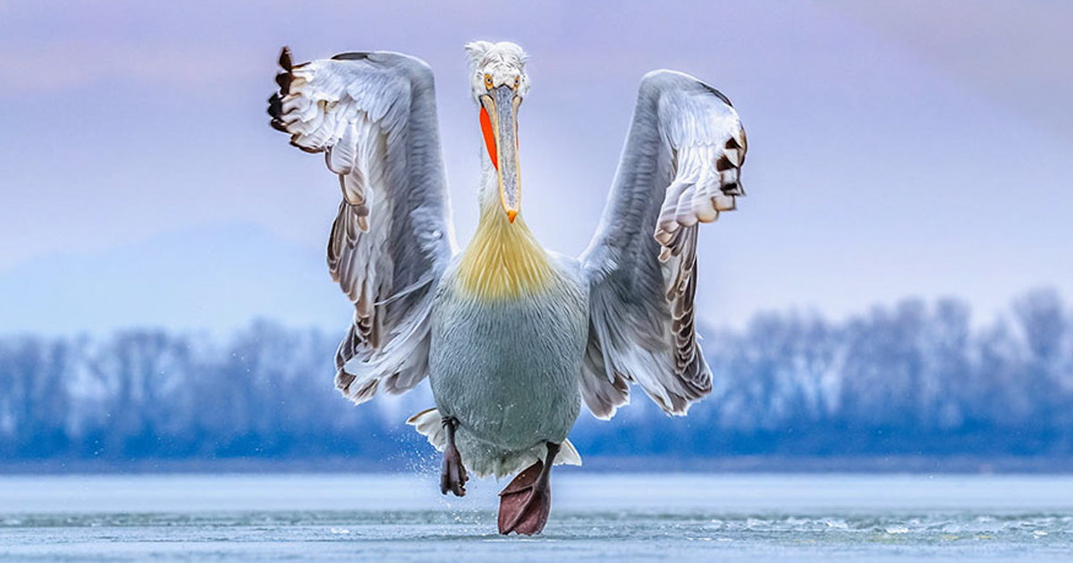 As 39 melhores fotos de pássaros de 2019 foram anunciadas, e são surpreendentes