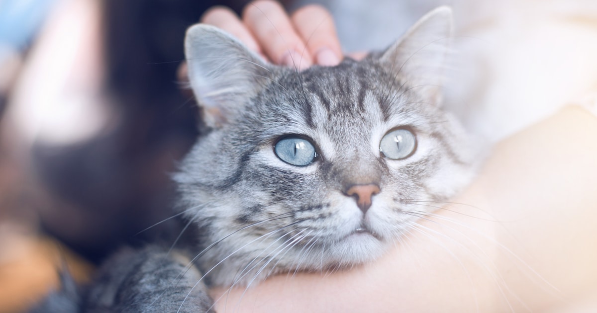 Este vídeo mostra o jeito certo de segurar seu gato, de acordo com um veterinário solícito
