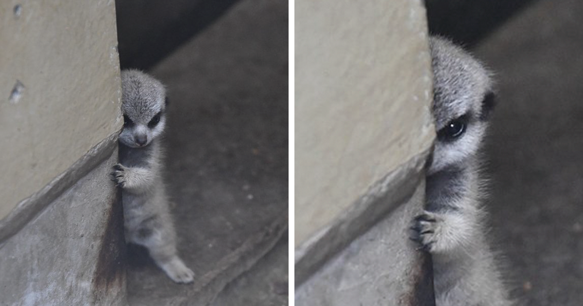 Fotógrafo japonês captura uma tímida suricata recém-nascida e sua família
