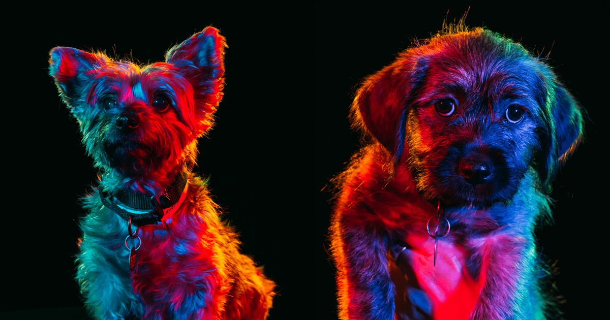 “ResHue Dog”, série apresenta retratos coloridos de cães para ajudá-los a serem adotados